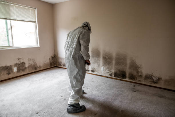 Professional Mold Removal in Greenville, TX